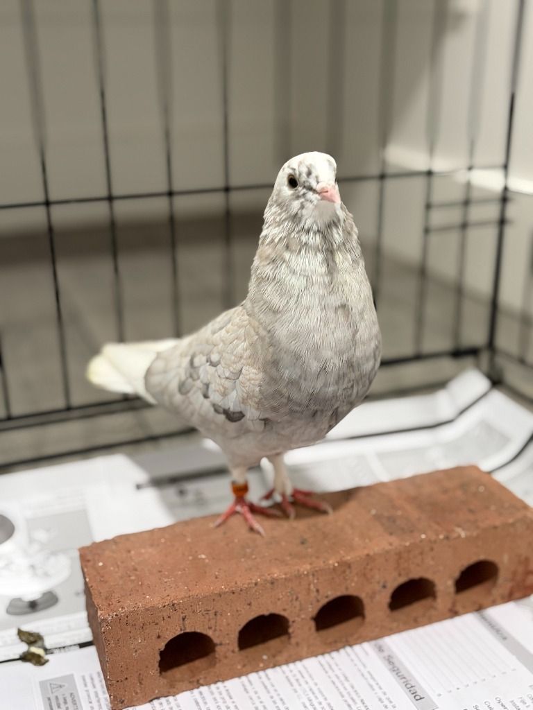 Jazz the Pigeon