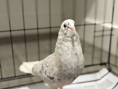 Jazz the Pigeon