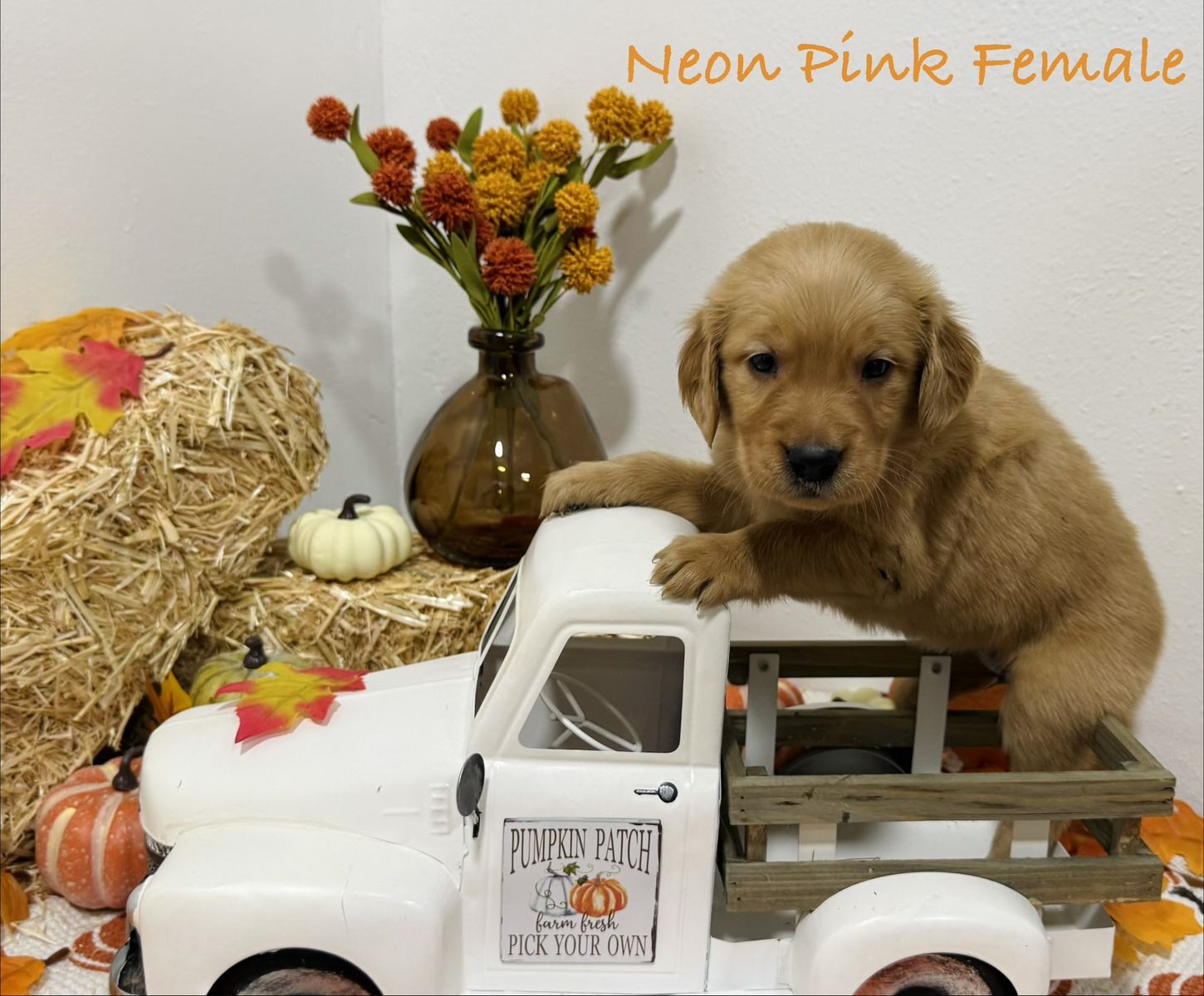 Purebred Golden Retriever Puppies - 8 Females & 2 Males 