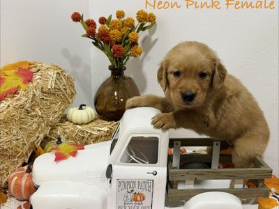 Purebred Golden Retriever Puppies - 8 Females & 2 Males