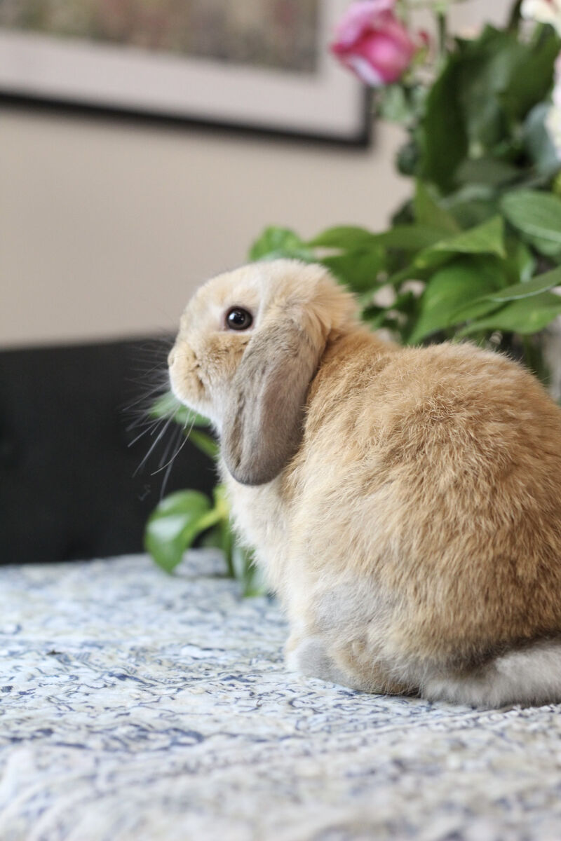 Holland lop Buck
