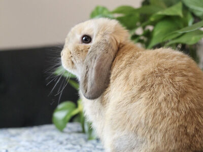 Holland lop Buck