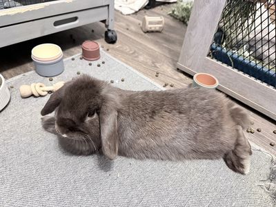 Holland Lop 7mo
