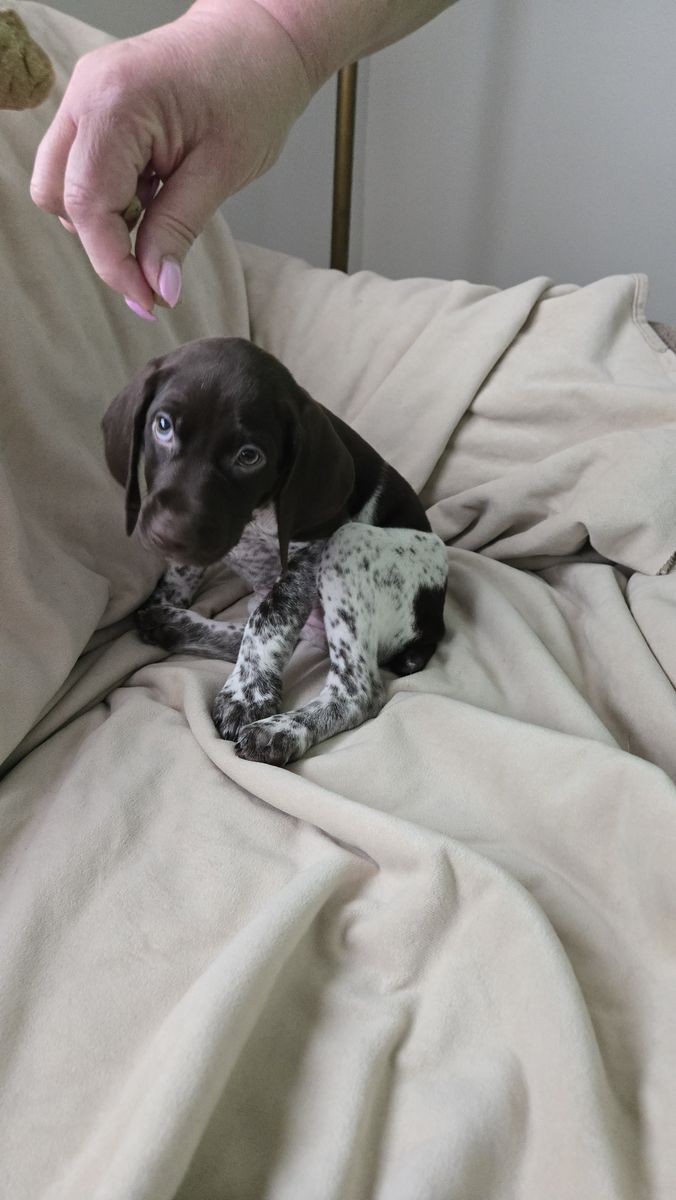 5 left! GSP Pups! Single Litter. AKC registered. No inbreeding. Exam, 1st shots, & De-worming