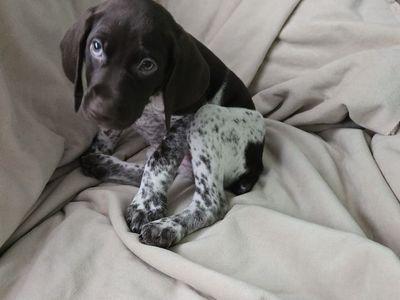 5 left! GSP Pups! Single Litter. AKC registered. No inbreeding. Exam, 1st shots, & De-worming