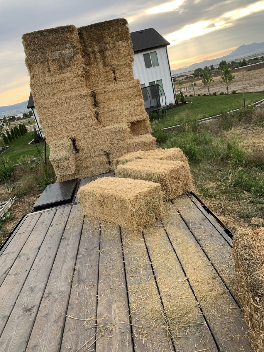 Alfalfa hay with some June grass