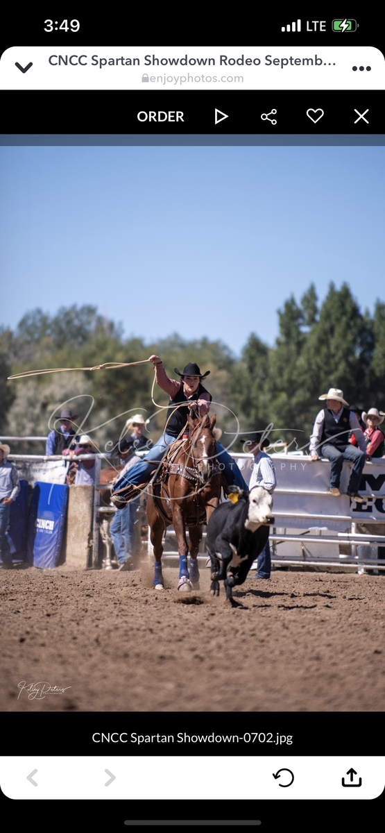 FAST and QUICK -  10 yr Old Dual Rey Breakway/Heeling Gelding