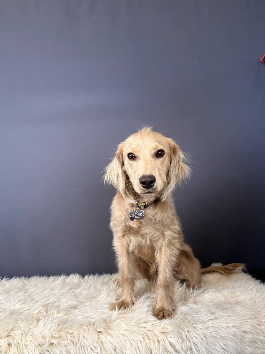 Gus - 8 mo Mini Golden Retriever Puppy