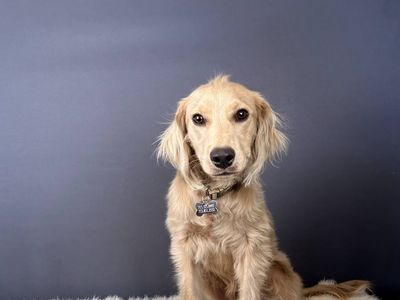 Gus - 8 mo Mini Golden Retriever Puppy