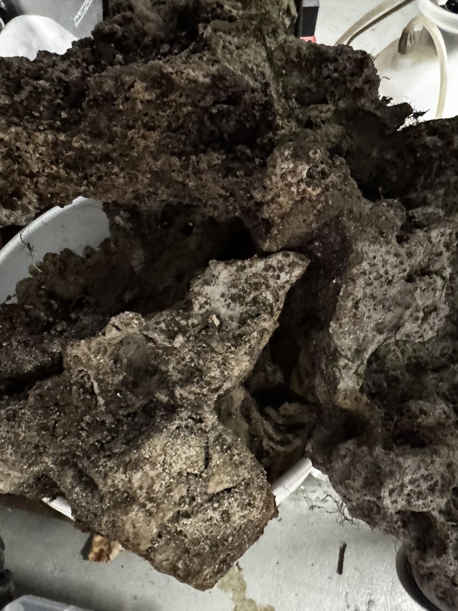 Natural Terrium Rock & Driftwood - Great Reptiles