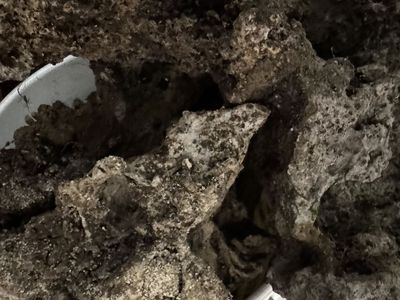 Natural Terrium Rock & Driftwood - Great Reptiles