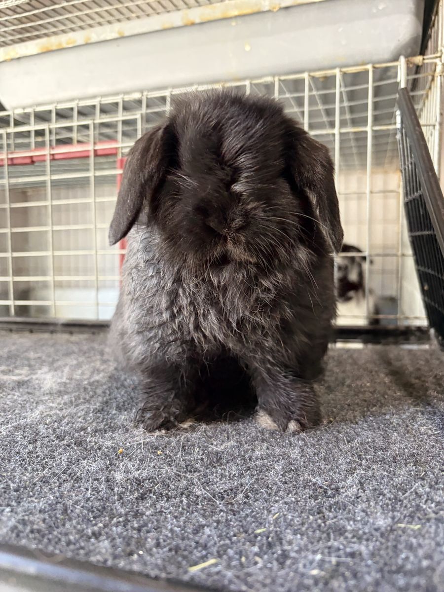 Holland Lop Buck