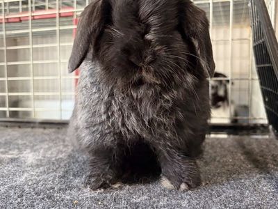 Holland Lop Buck