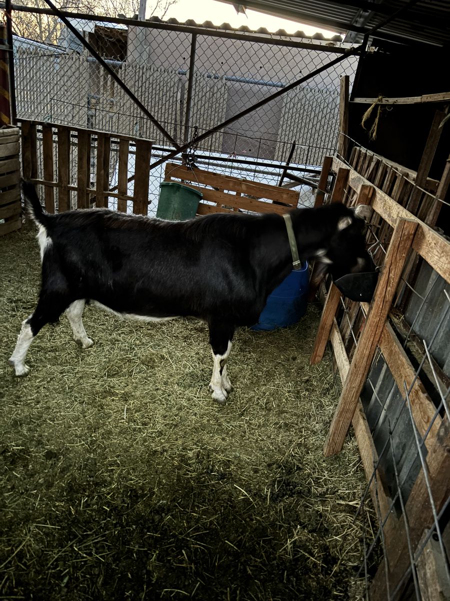 Beautiful  registered  buck