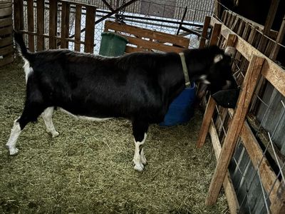 Beautiful registered buck
