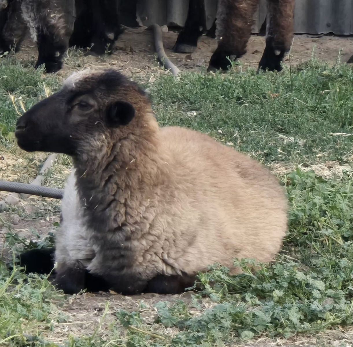 Cute Lamb for Sale - Young Sheep 3 month old Barbados Hair Icelandic ewe.