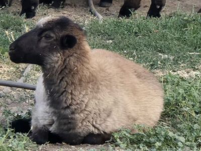 Cute Lamb for Sale - Young Sheep 3 month old Barbados Hair Icelandic ewe.