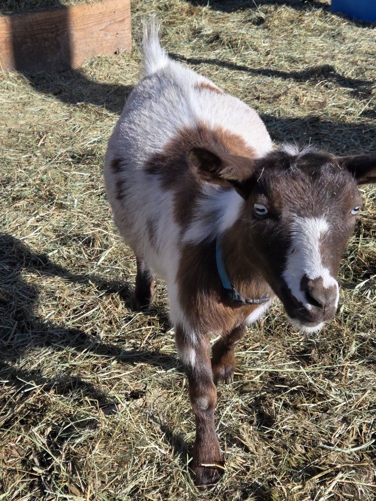 pet goat