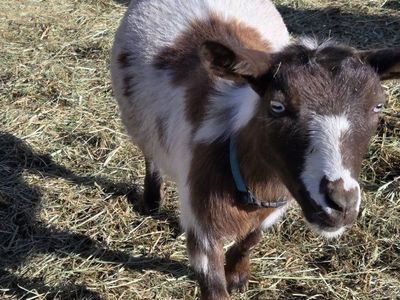 pet goat
