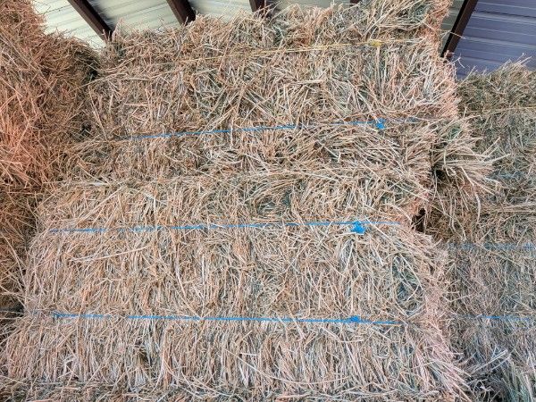 2nd Crop Alfalfa