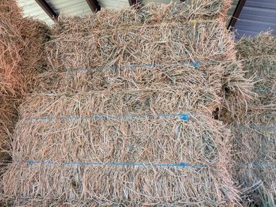 2nd Crop Alfalfa