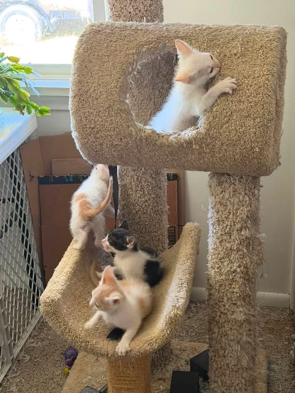 Main image 3
