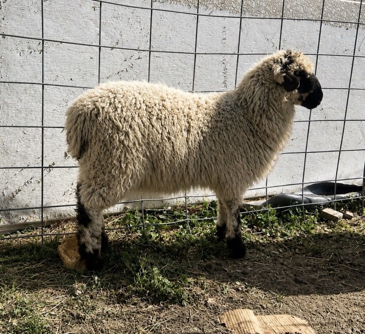 Valais F1 ewe lamb