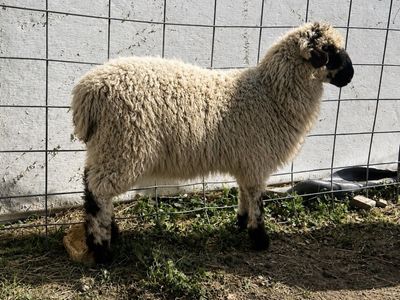 Valais F1 ewe lamb