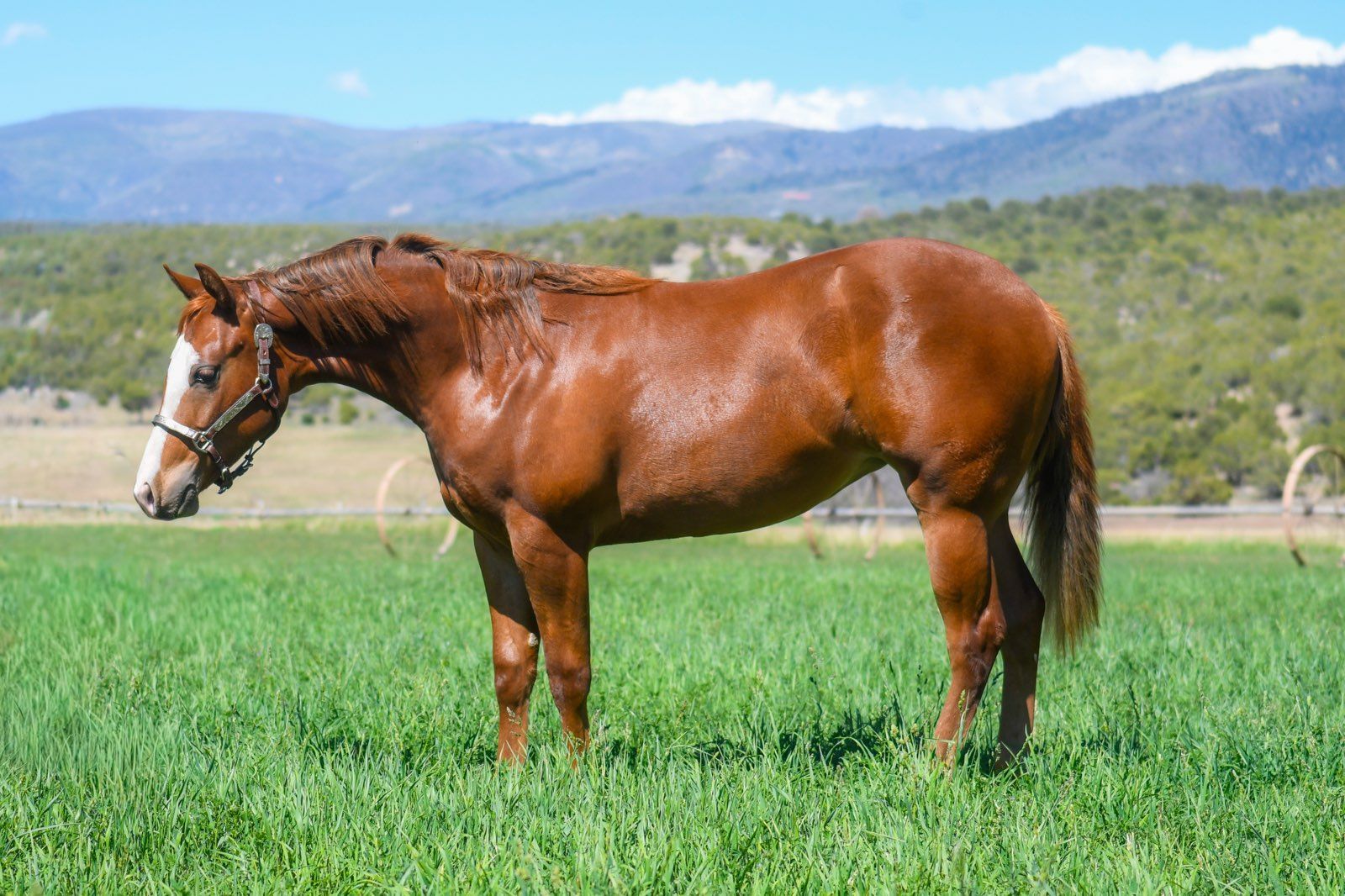 GUNNERS SPECIAL NITE REINING YEARLING