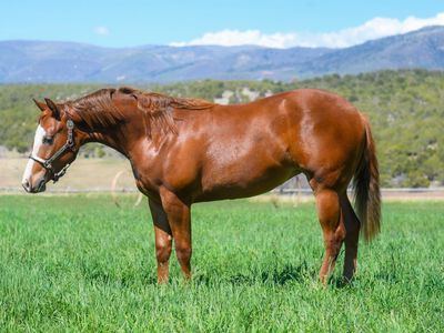 GUNNERS SPECIAL NITE REINING YEARLING