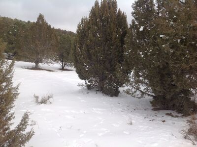 Mountain Top Retreat with Panoramic Forest Views