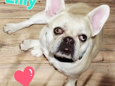 French Bulldog Female