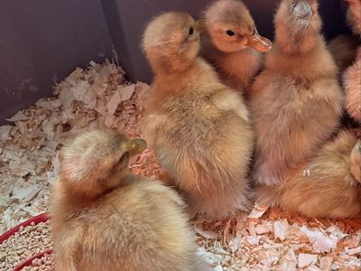 saxony ducklings, baby ducks