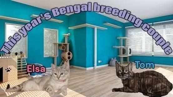 Bengal kittens coming next month please read add