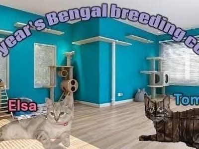 Bengal kittens coming next month