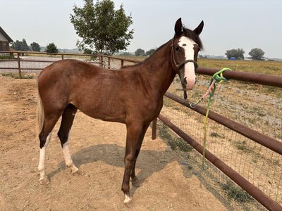 Yearling gaited standardbred filly