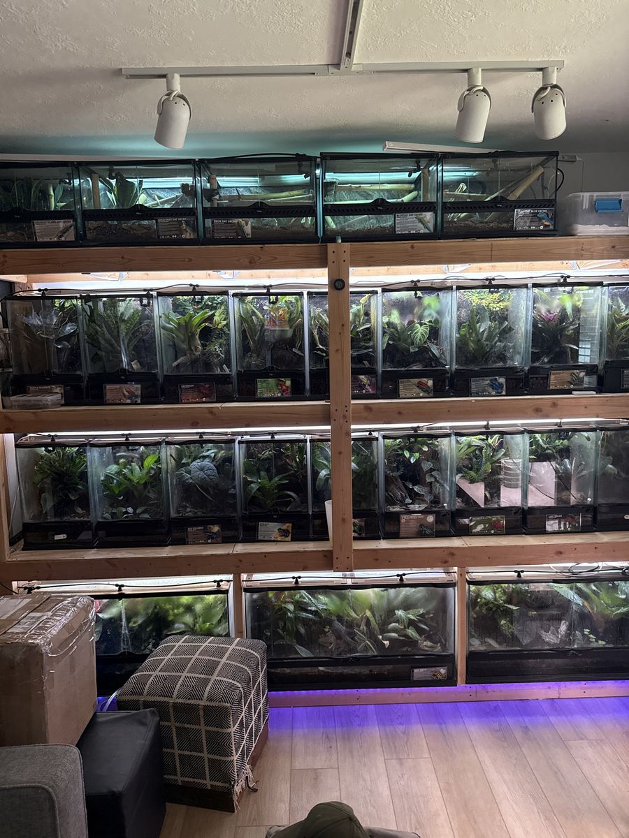 Frogs. Geckos. Lizards