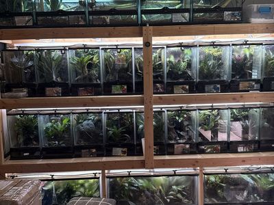 Frogs. Geckos. Lizards