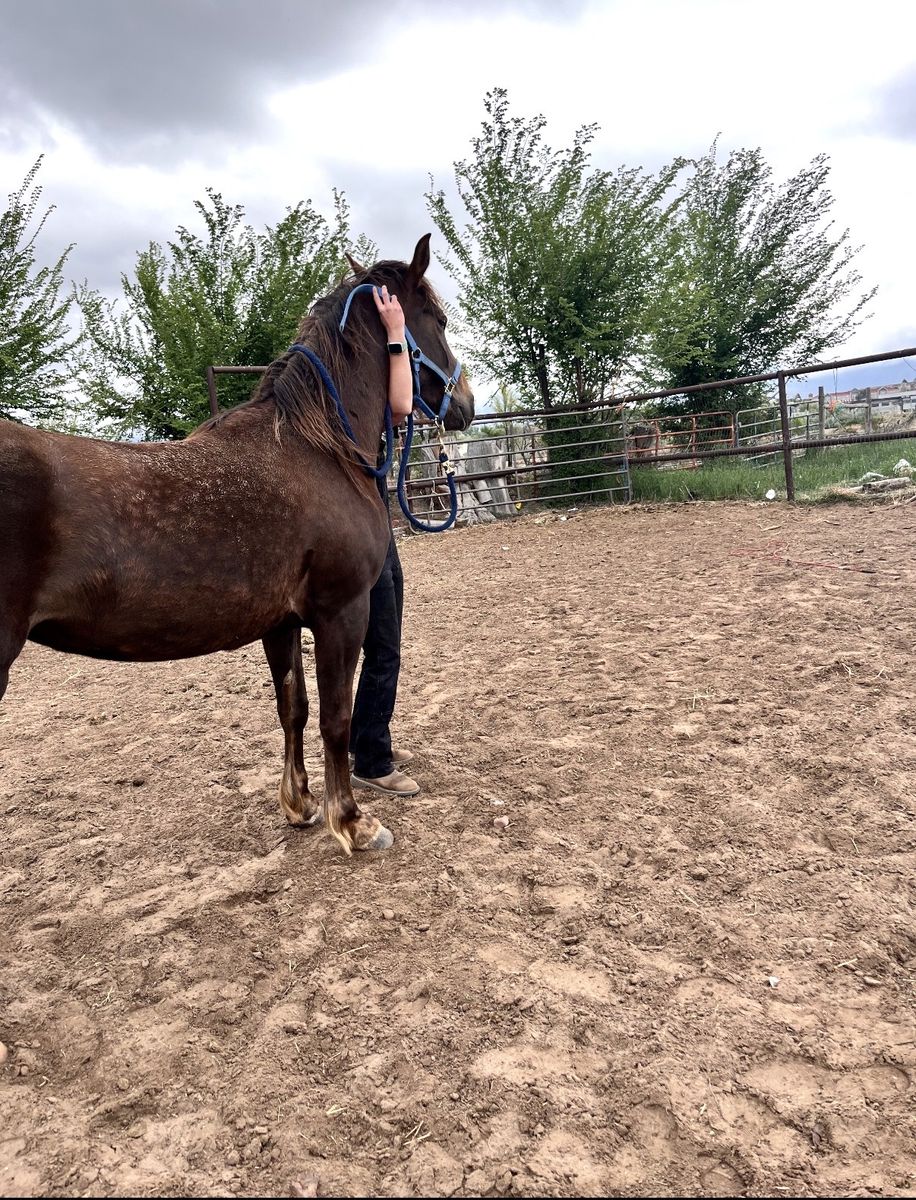 Coming 4 year old mustang mare