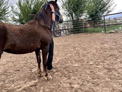 Coming 4 year old mustang mare
