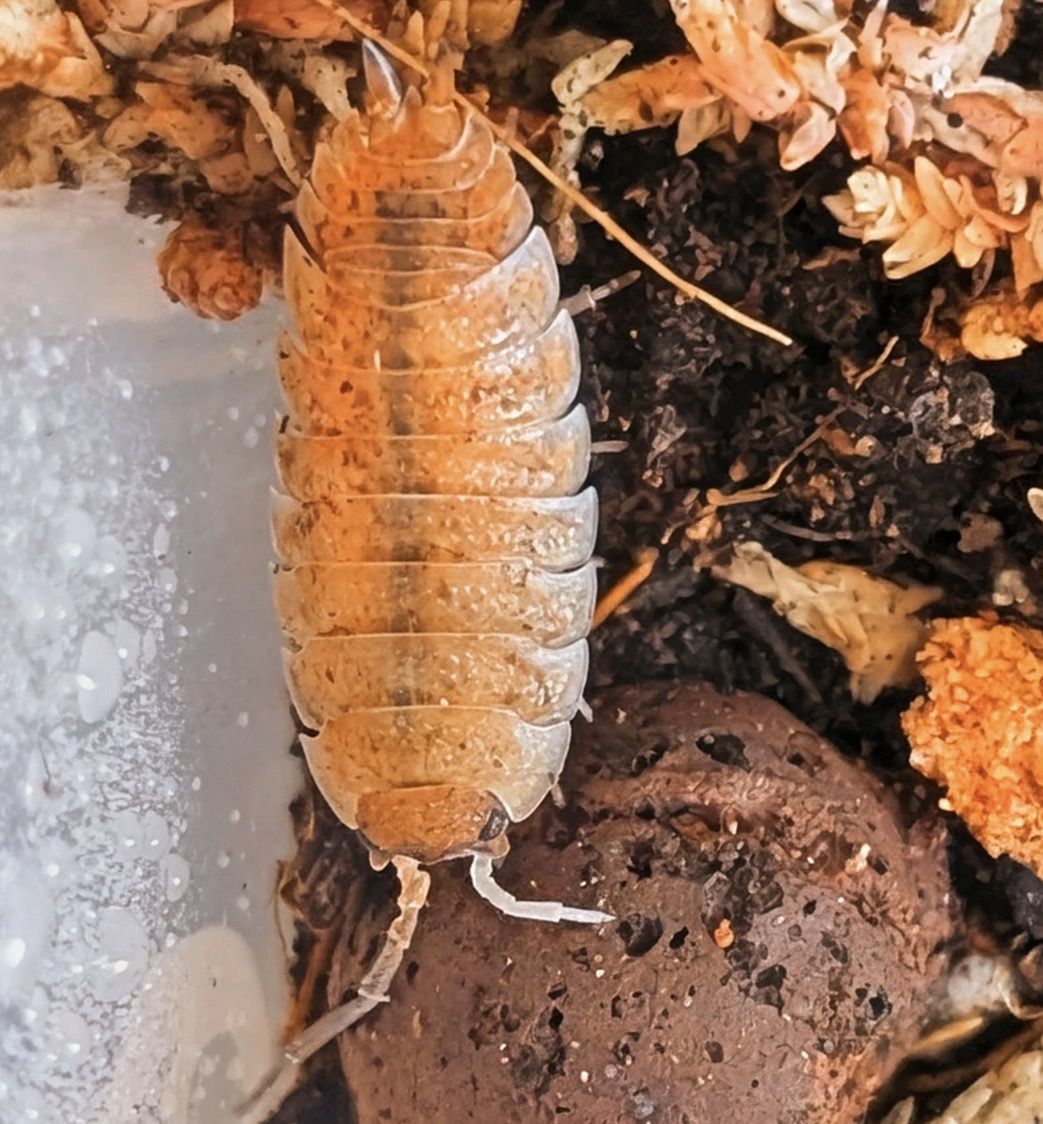 Scorpio Isopods 