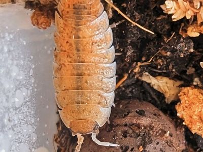 Scorpio Isopods