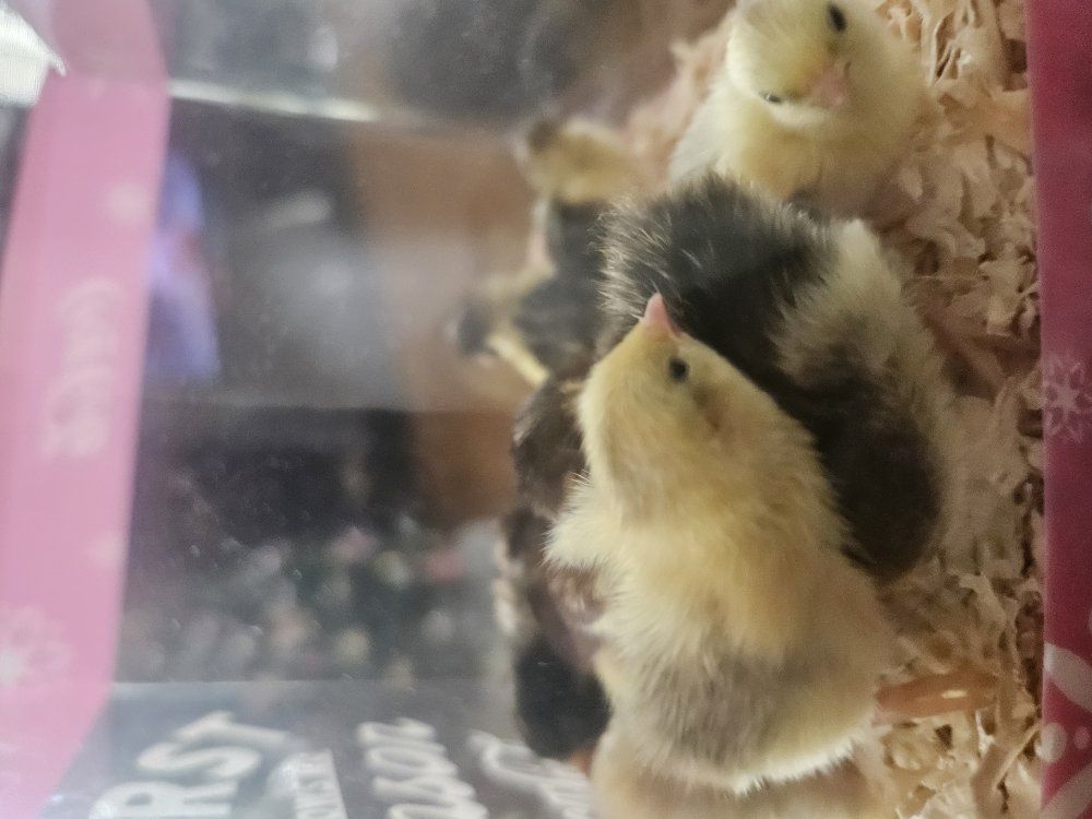 baby button quail
