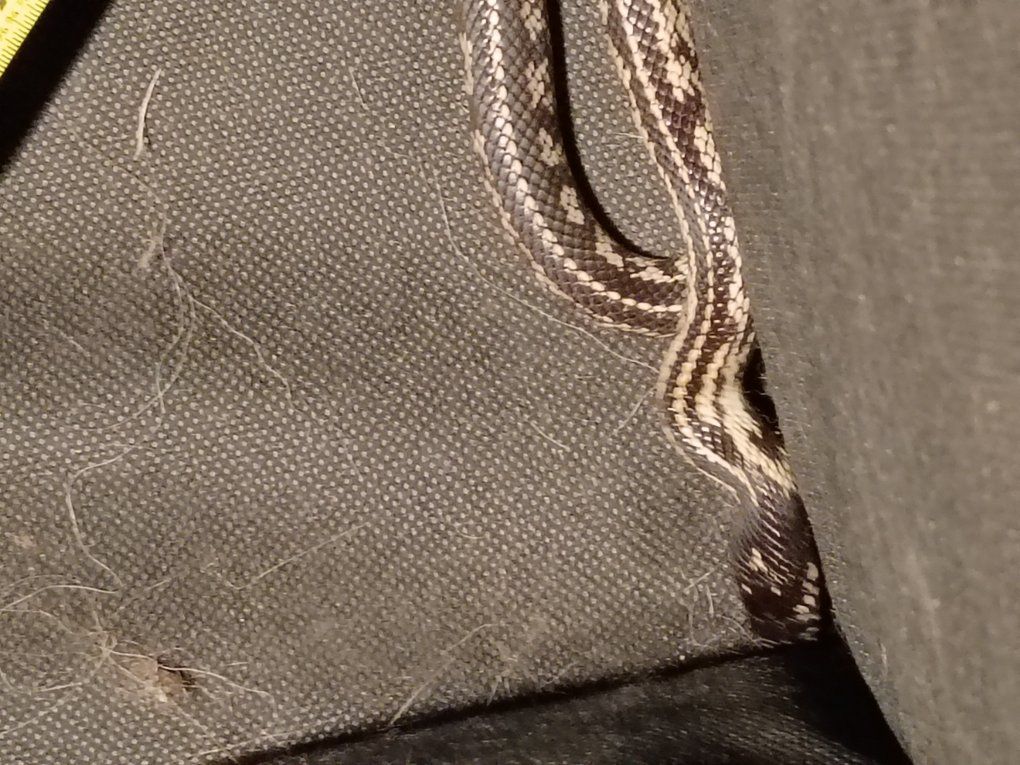 California kingsnake