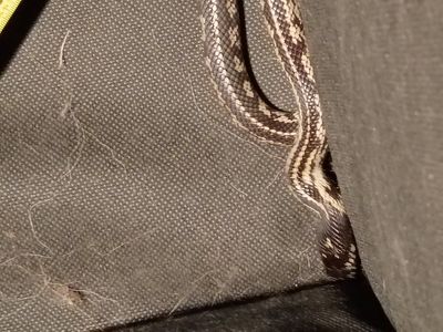 California kingsnake