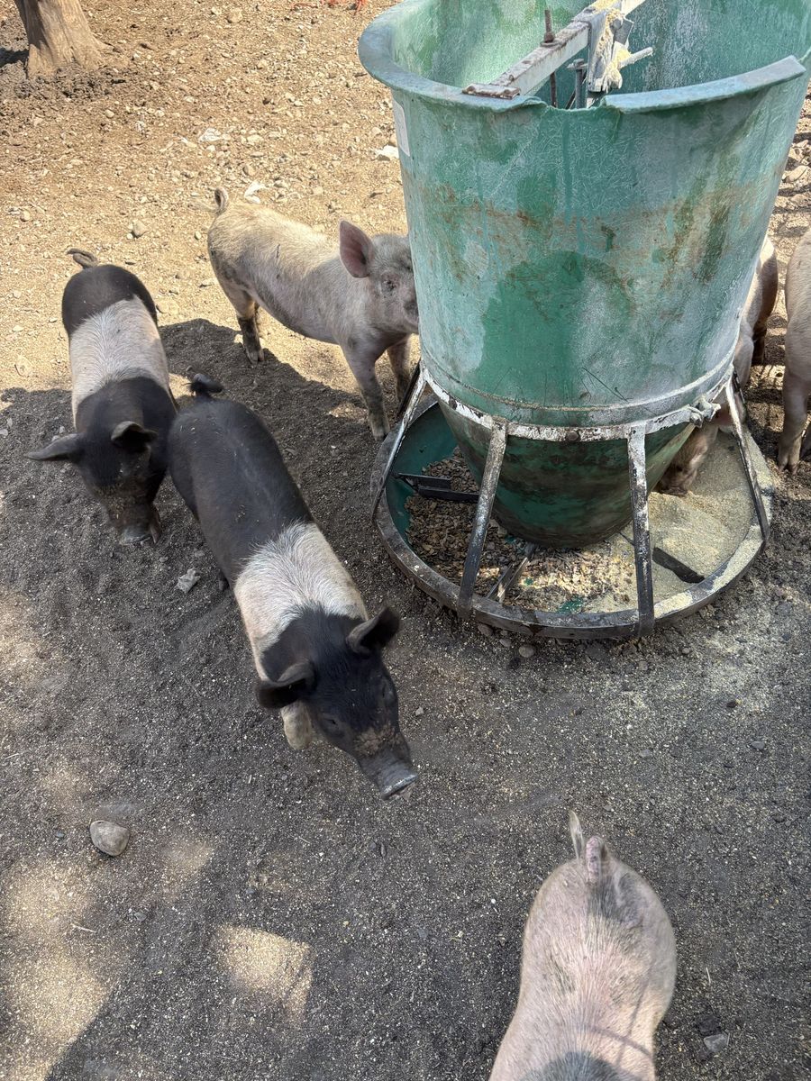 Roaster pigs