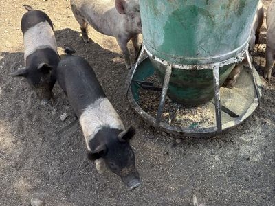 Roaster pigs