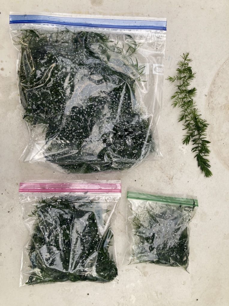 Hornwort Aquatic Plant
