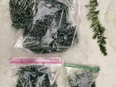 Hornwort Aquatic Plant