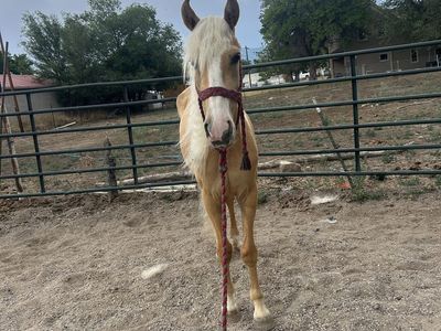 2 year old palomino! OBO